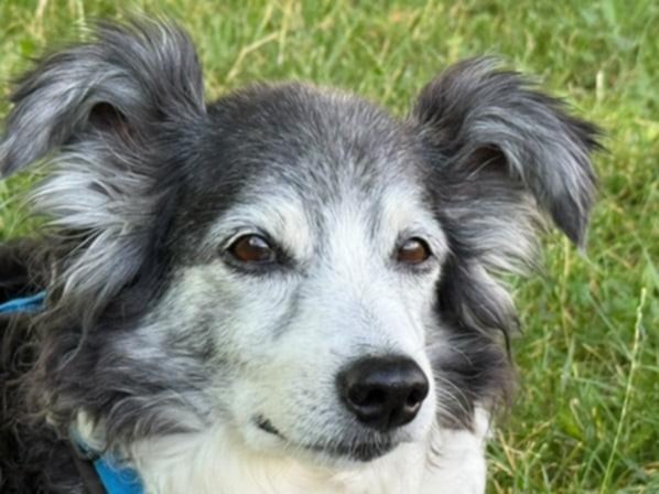 Το παραμύθι του Ρίκο